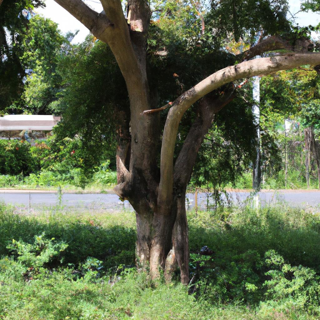 庭木撤去の必要性と手順